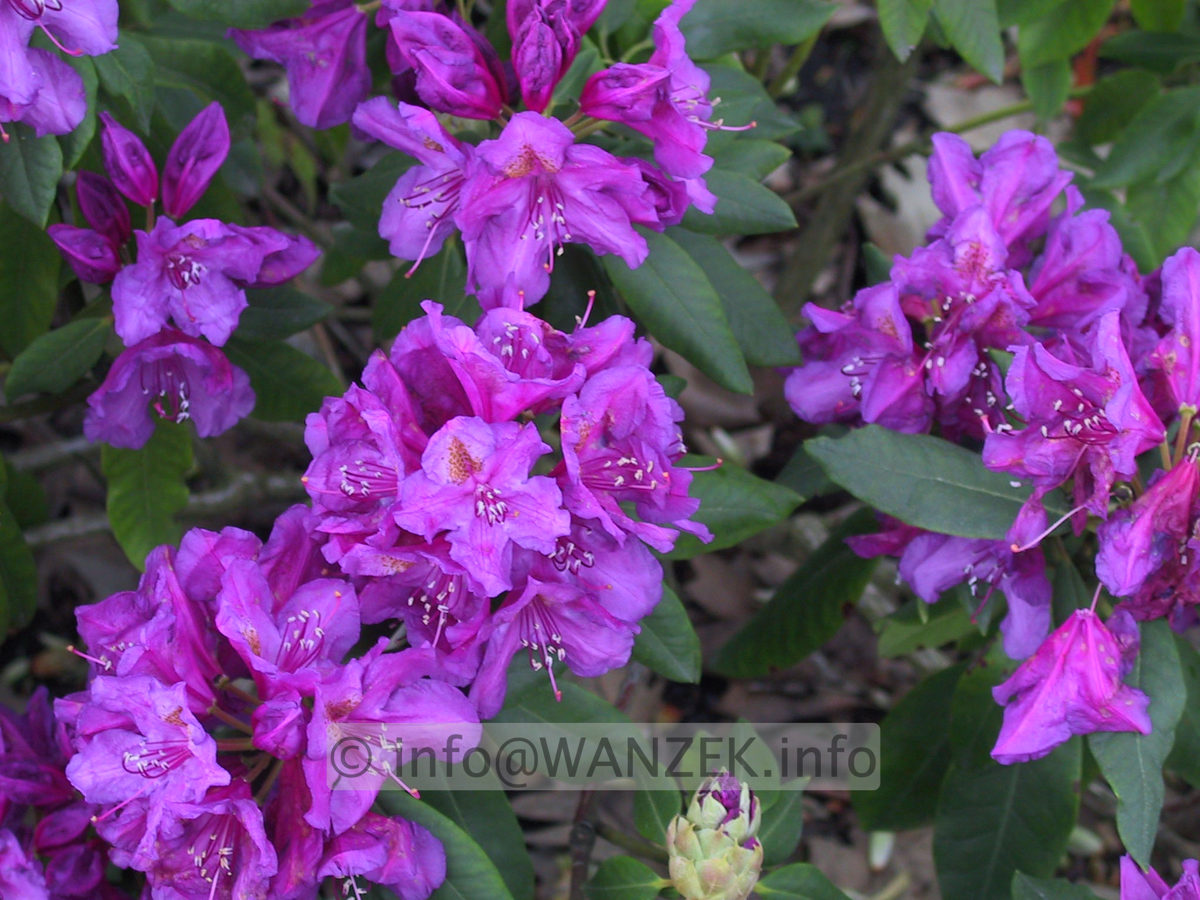 Rhododendron Lees Dark Purple 02.JPG